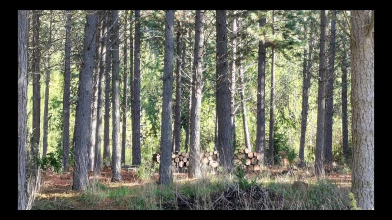 Provincia convoca a dueños de forestaciones a preparar sus predios ante el riesgo de incendios